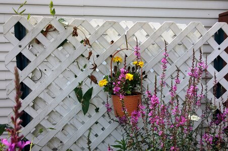 Latticework garden colorful photo