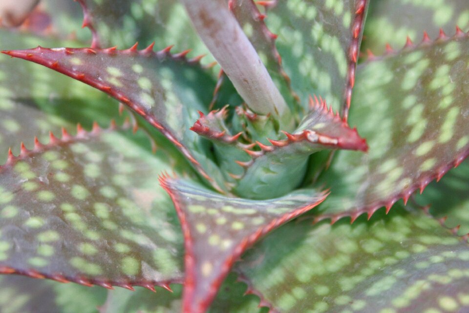 Exotic plant green