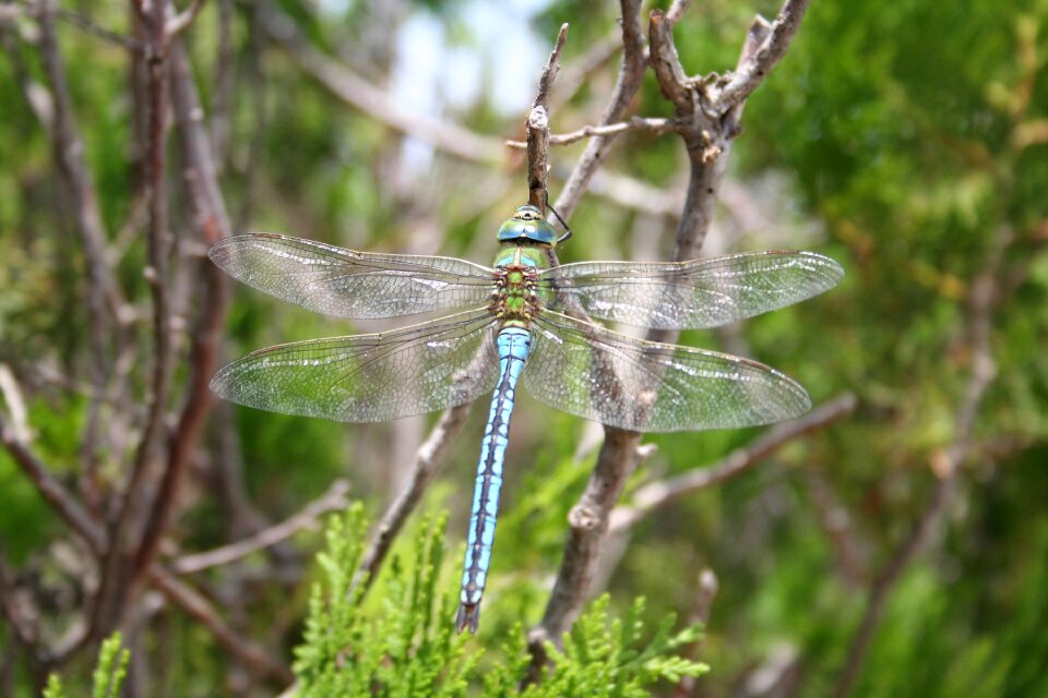 Close up wing flight insect
