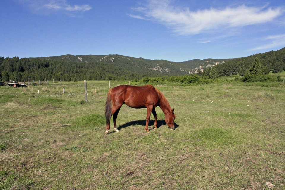 The horse horse head rocking horse