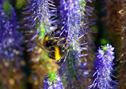 Summer nature plant photo