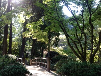 Wooden green green bridge