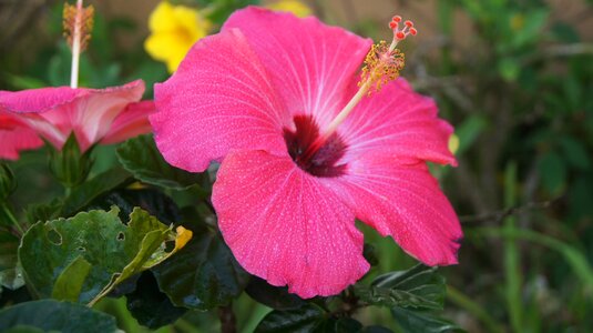 Tropical plant