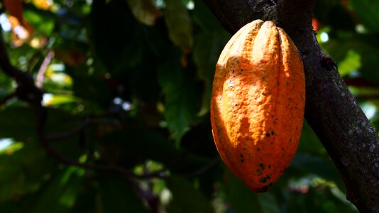 Harvest colombia fruits and vegetables
