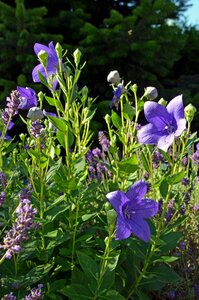 Summer garden bellflower family