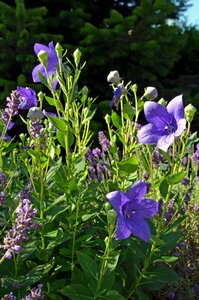 Summer garden bellflower family photo