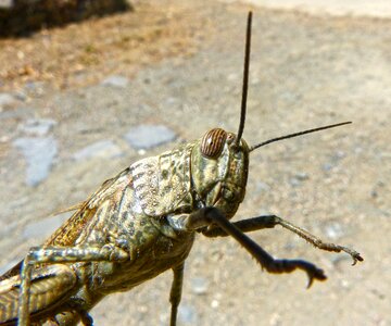 Detail lobster orthopteron