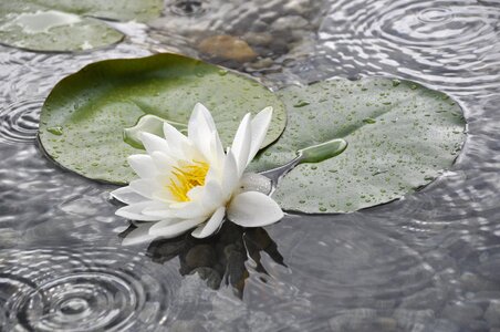 Lake rose pond blossom photo