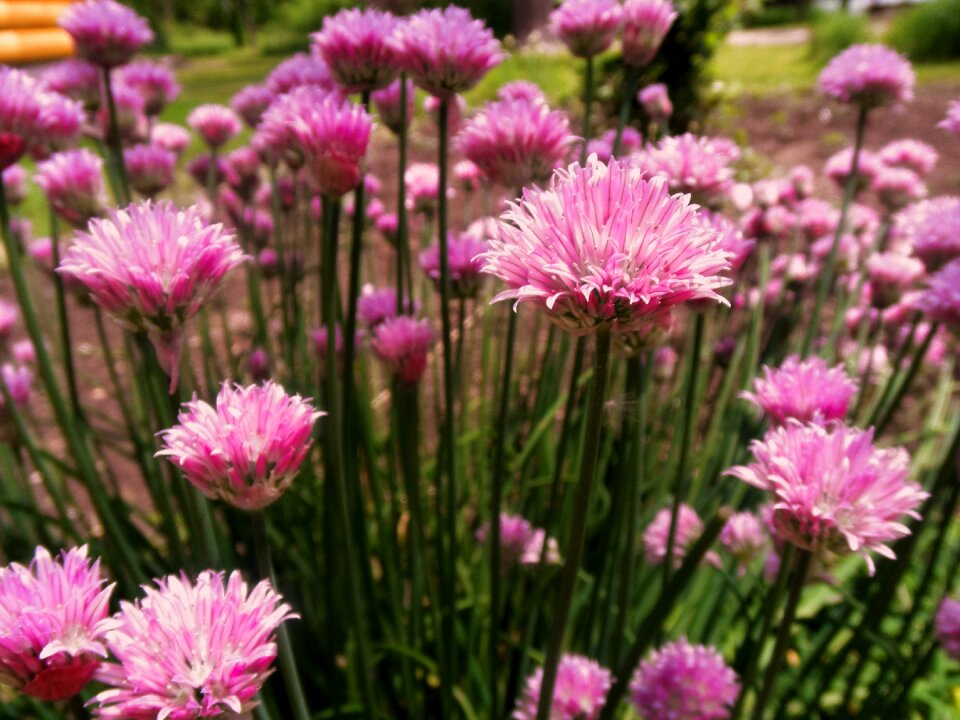 Herb garden plant photo