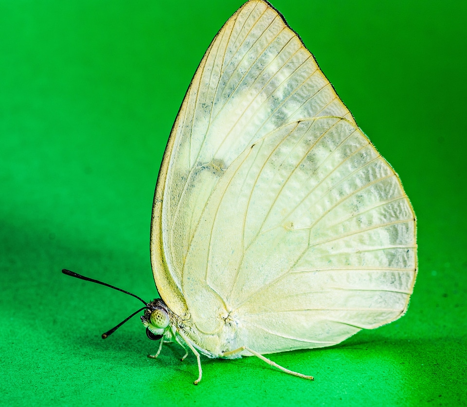 Butterfly insect Free photos