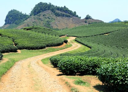 Tea field moc chau photo