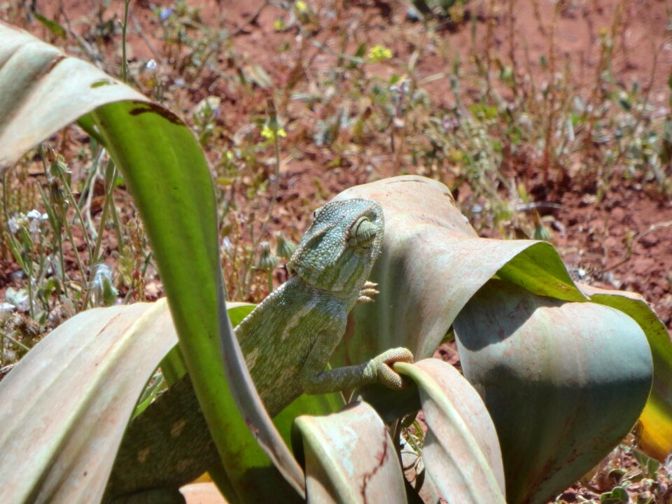 Wild gecko chameleon