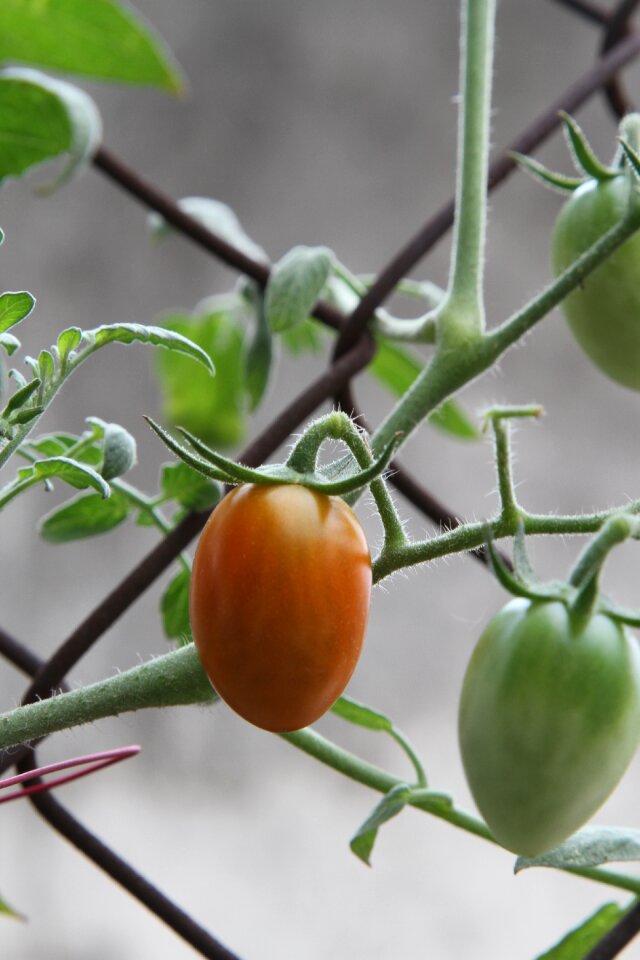 Vegetable fresh red