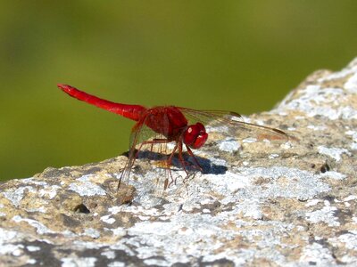 Dragonfly winged insect erythraea crocothemis