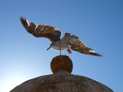 Seagull fauna wings photo