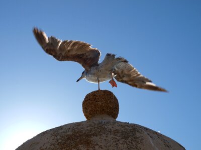 Seagull fauna wings