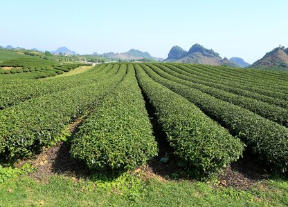 Plantation tea field