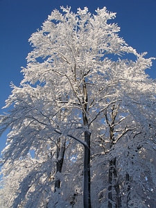 White snowy winter
