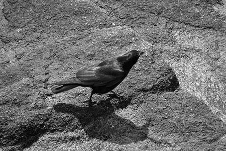 Black ornithology wild photo