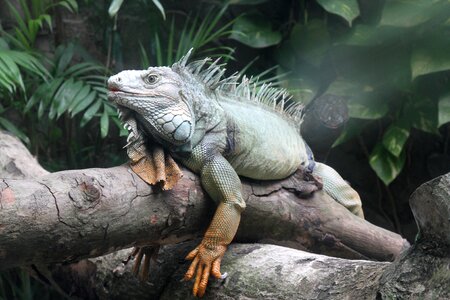 Green zoo lizard