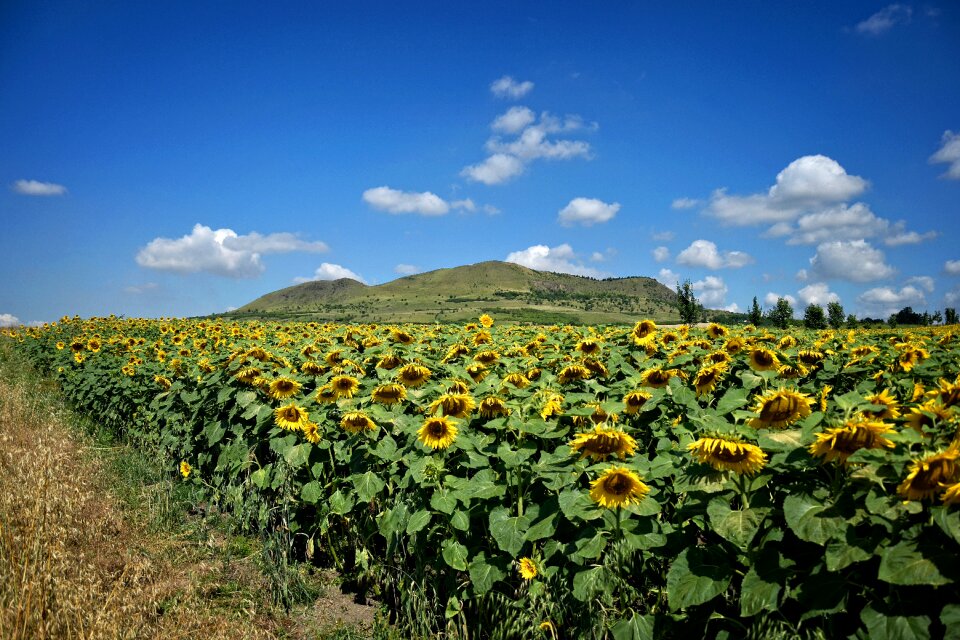 Beautiful land landscape sunflower