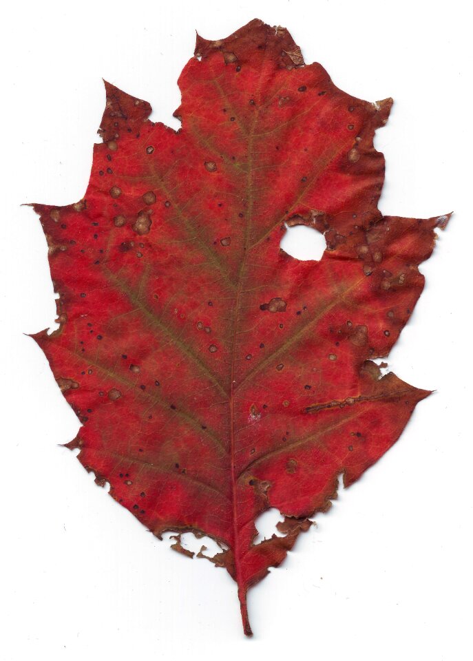 Withered old autumn