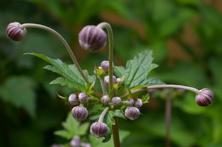 Nature garden garden plant photo