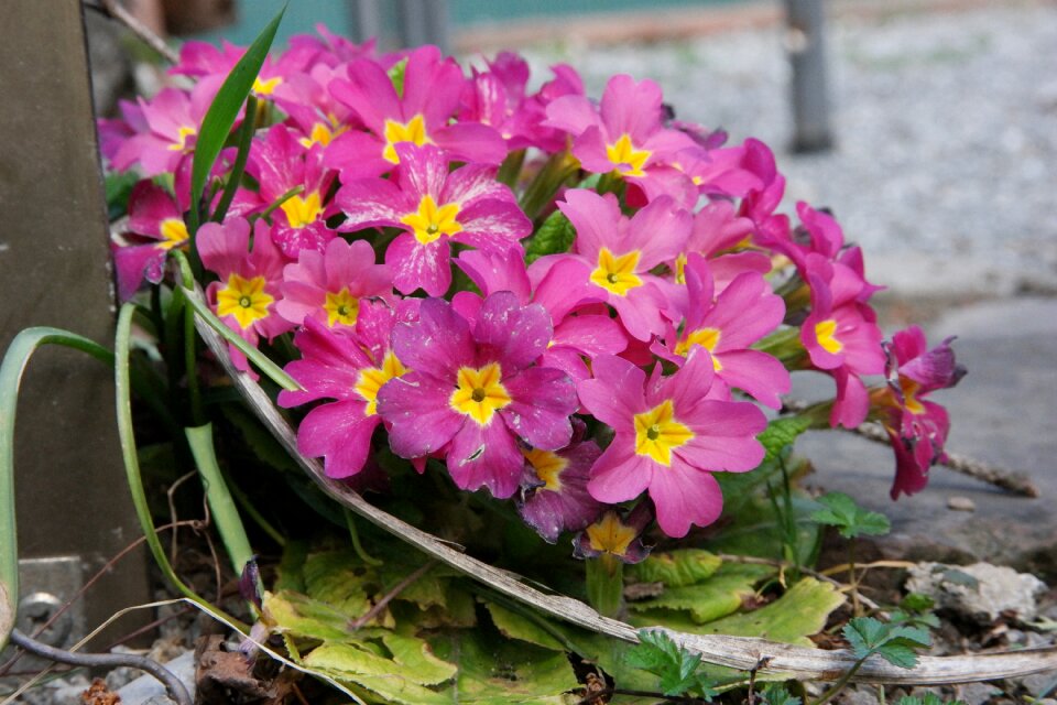 Blossom bloom plant