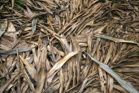 Dry leaf pine rainforest