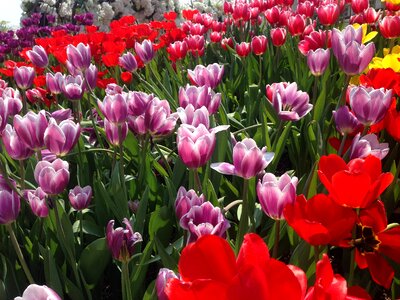 Tulip flowers everland photo