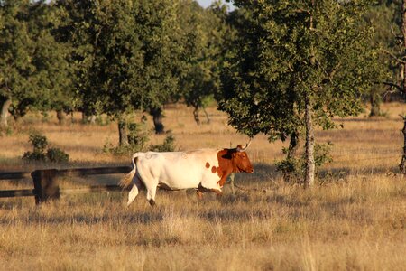 Field farm nature photo