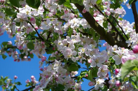 Spring blooming tree nature