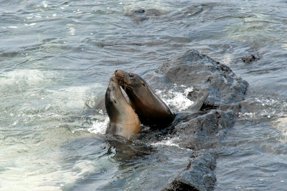 Sea ​​lions pacific ocean galapagos islands