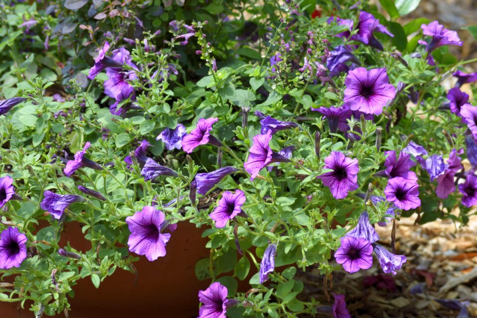 Bloom nature garden