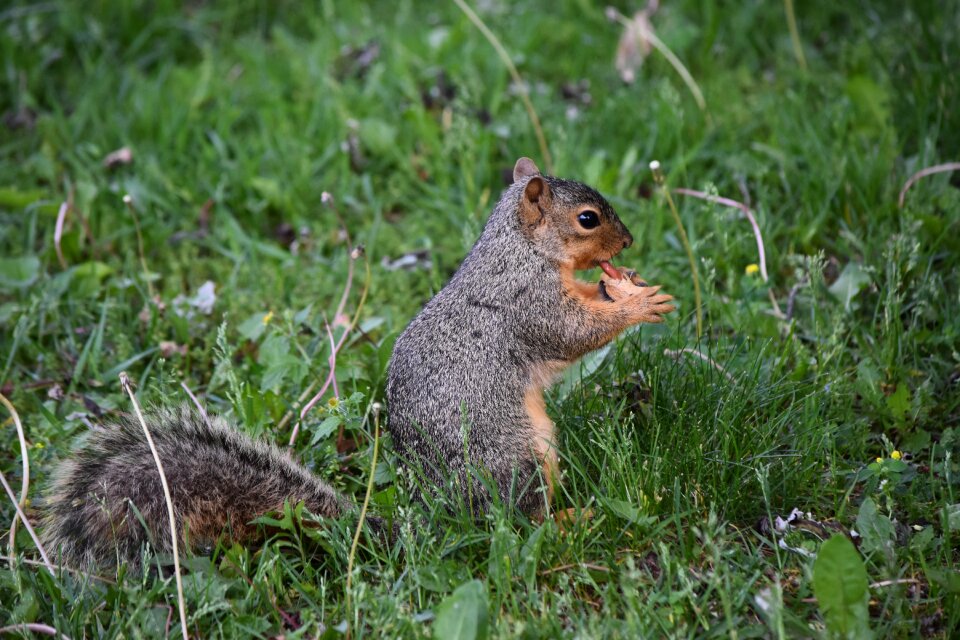 Paws feeding nature