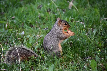 Paws feeding nature