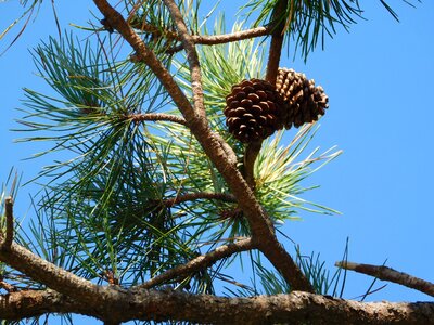 Pine trees nature