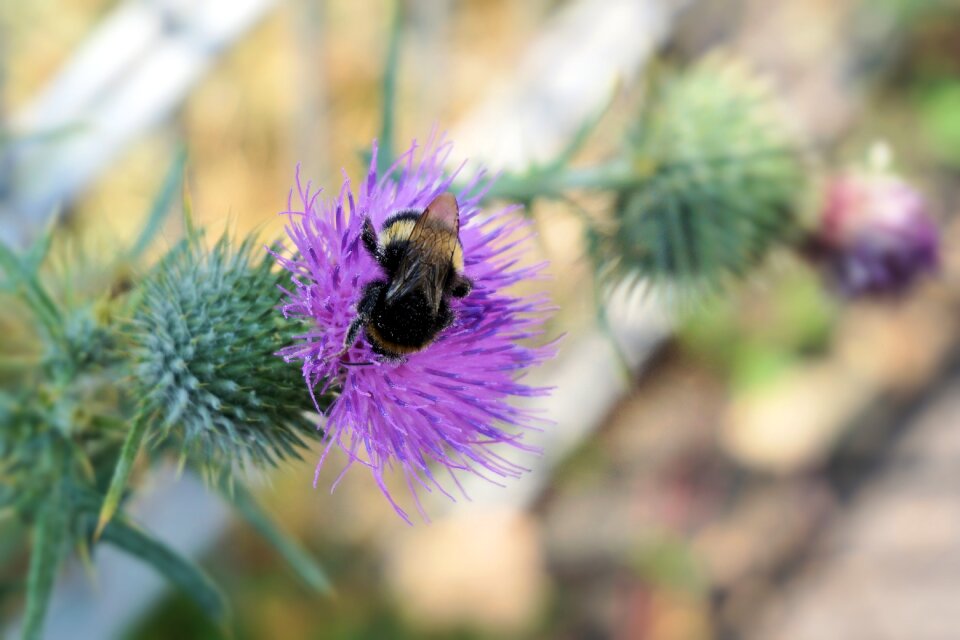 Bloom purple nature