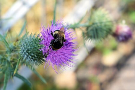 Bloom purple nature photo