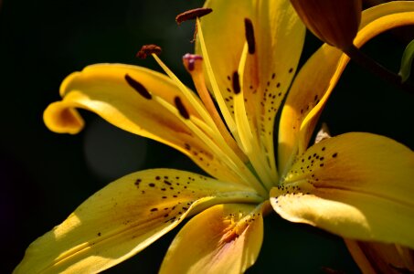 Garden a yellow flower dacha