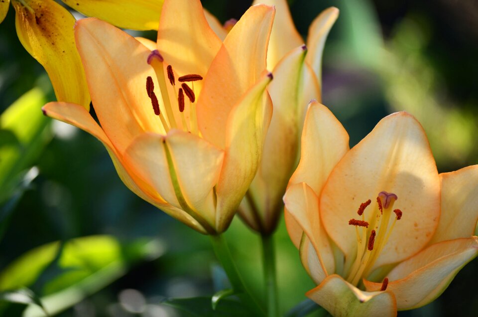 Garden a yellow flower dacha