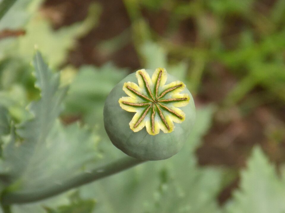 Nature summer plant