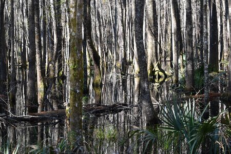 Water oak natural