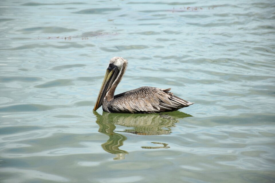 Water nature litoral