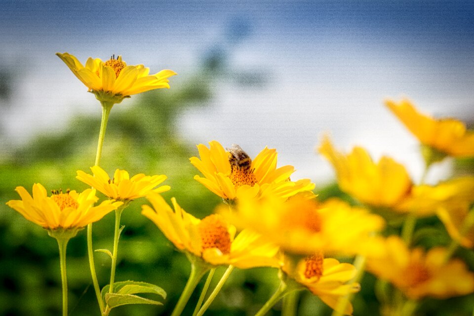 Nature blossom bloom