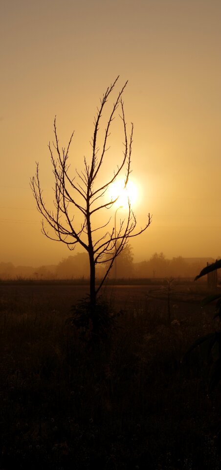 Sunrise tree without leaves autumn