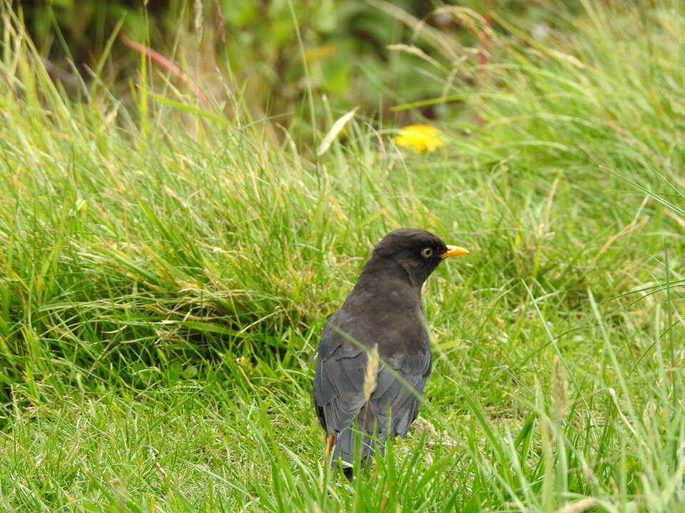 Animal bird field