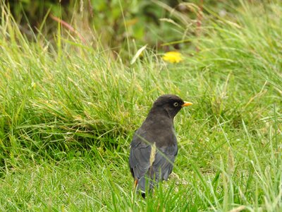 Animal bird field photo