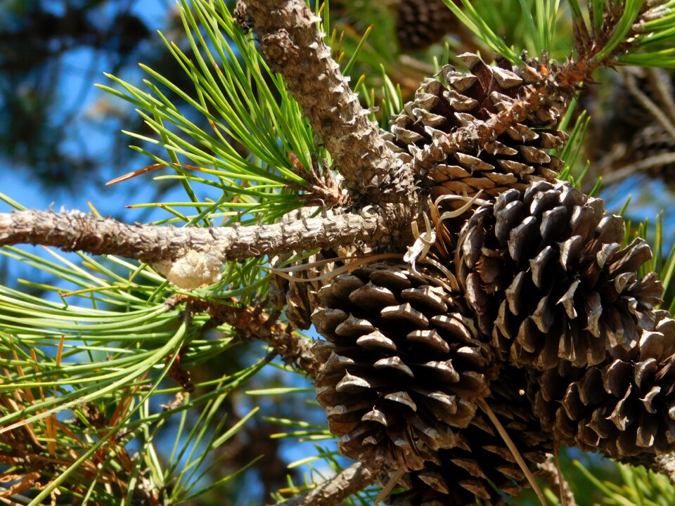 Pine trees nature