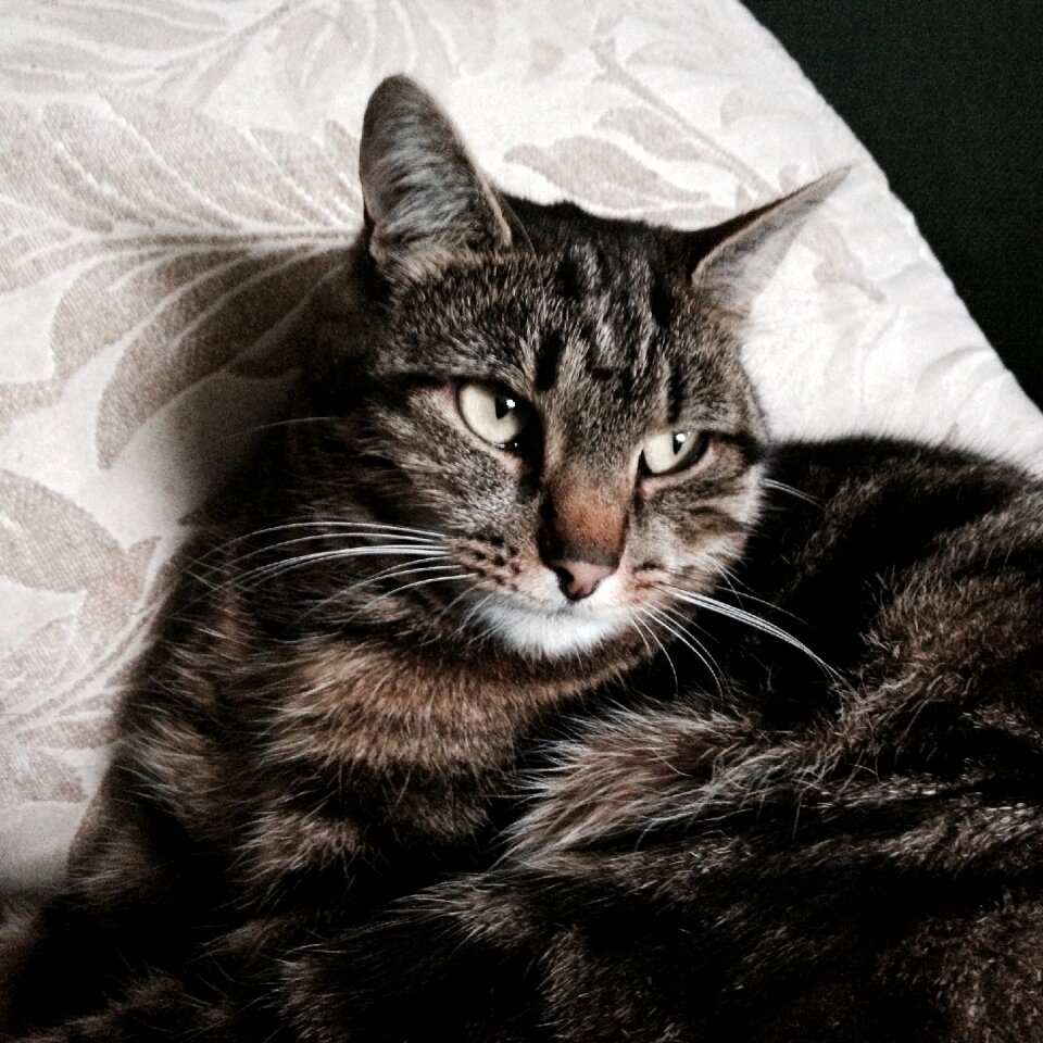 Feline animal pet